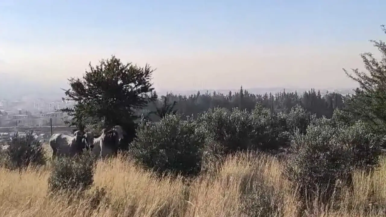 Hatay’da Şehri Turlayan Anguslar Tek Tek Yakalandı 3